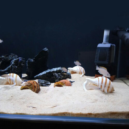 Aquarium Decoration Roll Shell Fish Breeding Shell